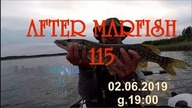 After Marfish # 115 Ptaszniki, szczupaki, lin, karpie,  Liga Marfisha, Live czat