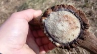 Zrzuty Jeleni 2022, Pierwszy Świeży, Jeden Kapitalny, Dwie Sztuki 3,100 i 1,500 KG Odc.  145
