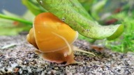 3 krewetki shrimp amano cherry aquarium