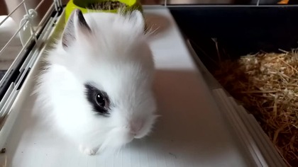 Kr&oacute;lik miniaturka / dwarf rabbit / słodkie rodzeństwo