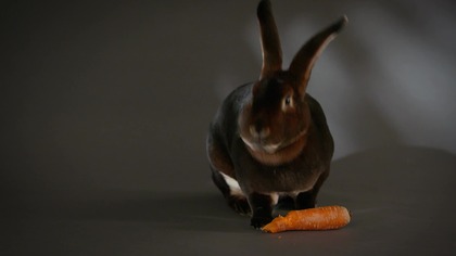 Zagadkowy swiat królików - dokument lektor pl