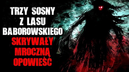 Trzy sosny z lasu Baborowskiego skrywały mroczną opowieść...