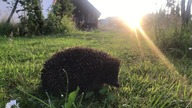 jeż - stworzenie Boga 