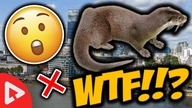 SUPER WYDRA!? - 10 CIEKAWOSTEK  #21