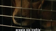 JOHN WICK  Pies miał przeżyć? #johnwick #keanureeves #ciekawostki