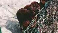 Nie dokarmiać zwierząt - sympatyczne Alpaki w poznańskim Starym ZOO (one by chciały xd)
