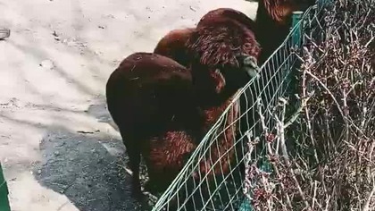 Nie dokarmiać zwierząt - sympatyczne Alpaki w poznańskim Starym ZOO (one by chciały xd)
