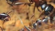 Mrówka Camponotus ligniperda  #ants #nature #hodowla #insects