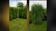 #226 Jak rosną największe miskanty na świecie? Miscanthus lutarioriparius vs Miscanthus giganteus!