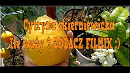 63 Największa cytryna skierniewicka z mojej uprawy !! 2015r