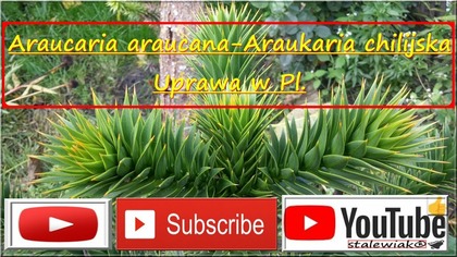 #313Cz. 5 Araukaria Chilijska, uprawa, przesadzanie, ziemia, zimowanie Stalewiak