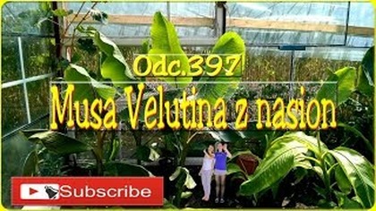 Odc. 397 Szybko rosnący banan-Musa Velutina z nasion. Sadzonki.  Gościnnie siostra i