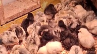 wiyncej nos matka ni miała#chickens