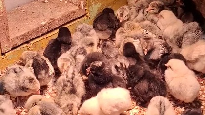 wiyncej nos matka ni miała#chickens