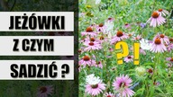 Z czym posadzić JEŻÓWKI ?