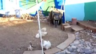 Kurza policja!