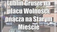 Lublin: Grusze na placu Wolności, pnącza na Starym Mieście