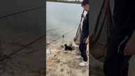 Karp większy od Daisy