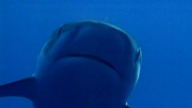Jean-Michel Cousteau - Morskie przygody - część 3 - Rekiny w niebezpieczeństwie