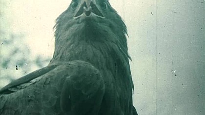 ZNAK ORŁA-CZ. 08-GDYBY ZDRADZIŁ (1331)