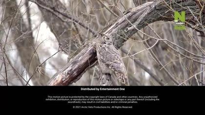 POLSATVIASATNATURE - 10-11-2025 - Zapowiedzi, Ident