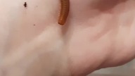 Tanzanian millipede - how it started vs how its going 