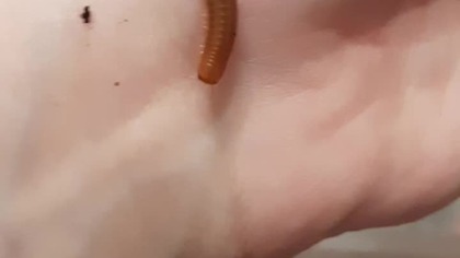 Tanzanian millipede - how it started vs how its going 