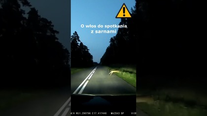 O włos do spotkania z sarnami #shorts #rikordwidjo