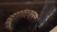 Orthomorpha sp.  Ao Nang cleans itself