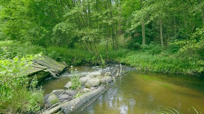 Sounds of a Wild Stream by an Old Bridge | 4H of Forest Ambience for Relaxation