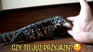Mój Teju jest rozpieszczonym bydlakiem 