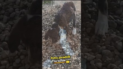 Jak odprowadzić wodę z rynien bez kosztów?
