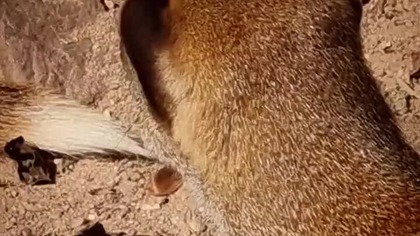 Mangusta lisia #shorts #animals #mangusta