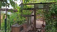 Kury i króliki w Garden kuRaż