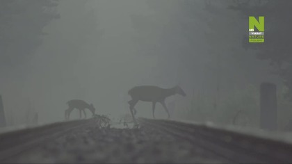 Wilki: wędrowcy bez granic (2022)