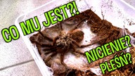 NIE WIEDZIAŁEM, ŻE TAK ROBIĄ Co słychać u? #31