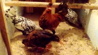 Garden kuRaż * appenzellery, kury kosowskie * DZIEŃ Z KURAMI 5