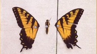 Paramore - Brand new eyes