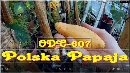 Odc 607-Swojska papaja, jak smakuje owoc, czy są nasiona ? Uprawa w Polsce.