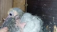 King + pocztowy blokowiec #egzotyka #pigeon #fus #birds #golebie