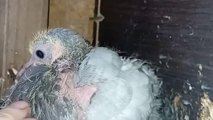 King + pocztowy blokowiec #egzotyka #pigeon #fus #birds #golebie