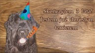 SKOŃCZYŁEM JUŻ 3 LATA! JESTEM DOROSŁYM TERRIEREM