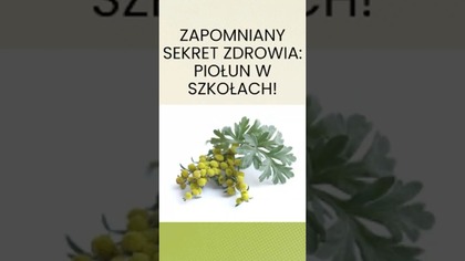 Zapomniany Sekret Zdrowia: Piołun w Szkołach!