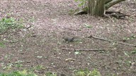 Wiewiórka / Squirrel # 1
