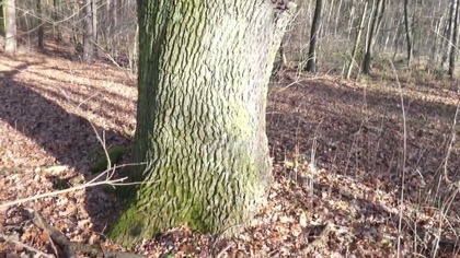 Osobliwie ukształtowane dęby szypułkowe