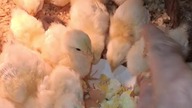 Kurczaki jedzą jajko #chicken