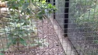 European Turtle-Dove (Warsaws zoo enclosure) 