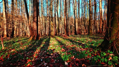 Early Spring Birdsong in an Alder Forest | Peaceful Evening Ambience near Wars