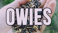 O owsie