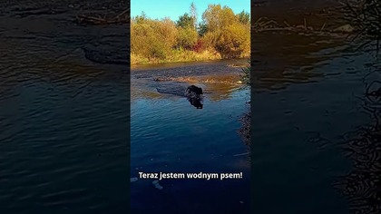 Czy to jeszcze pies?!  Nela odpaliła TRYB WYDRA 
